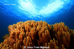 Mauritius Soft Coral at Balaclava Northern Mauritius dive... by Jean-Yves Bignoux 